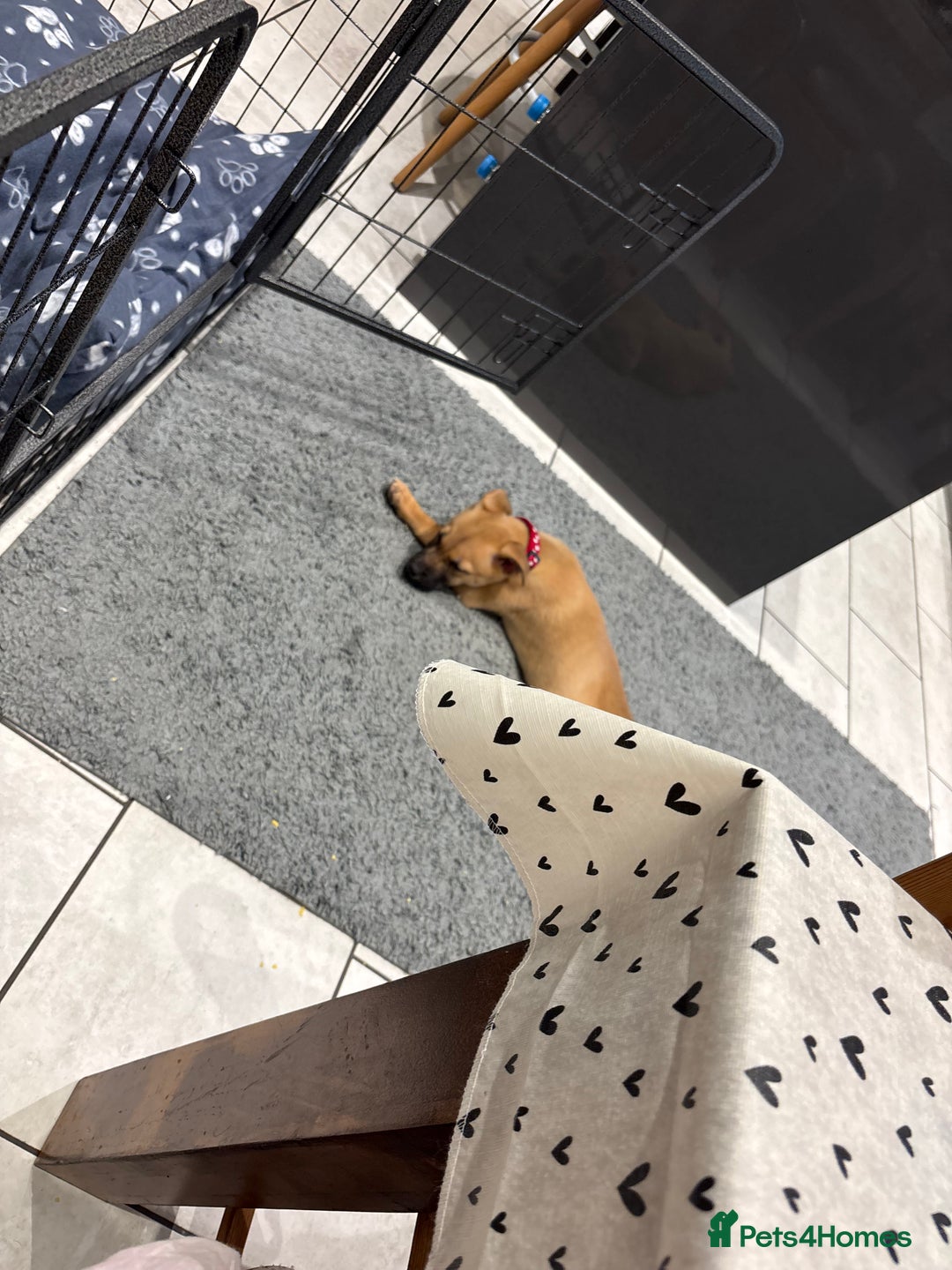 Mixed Breed dogs for sale: American Bulldog X Akita female puppy  - Advert 3