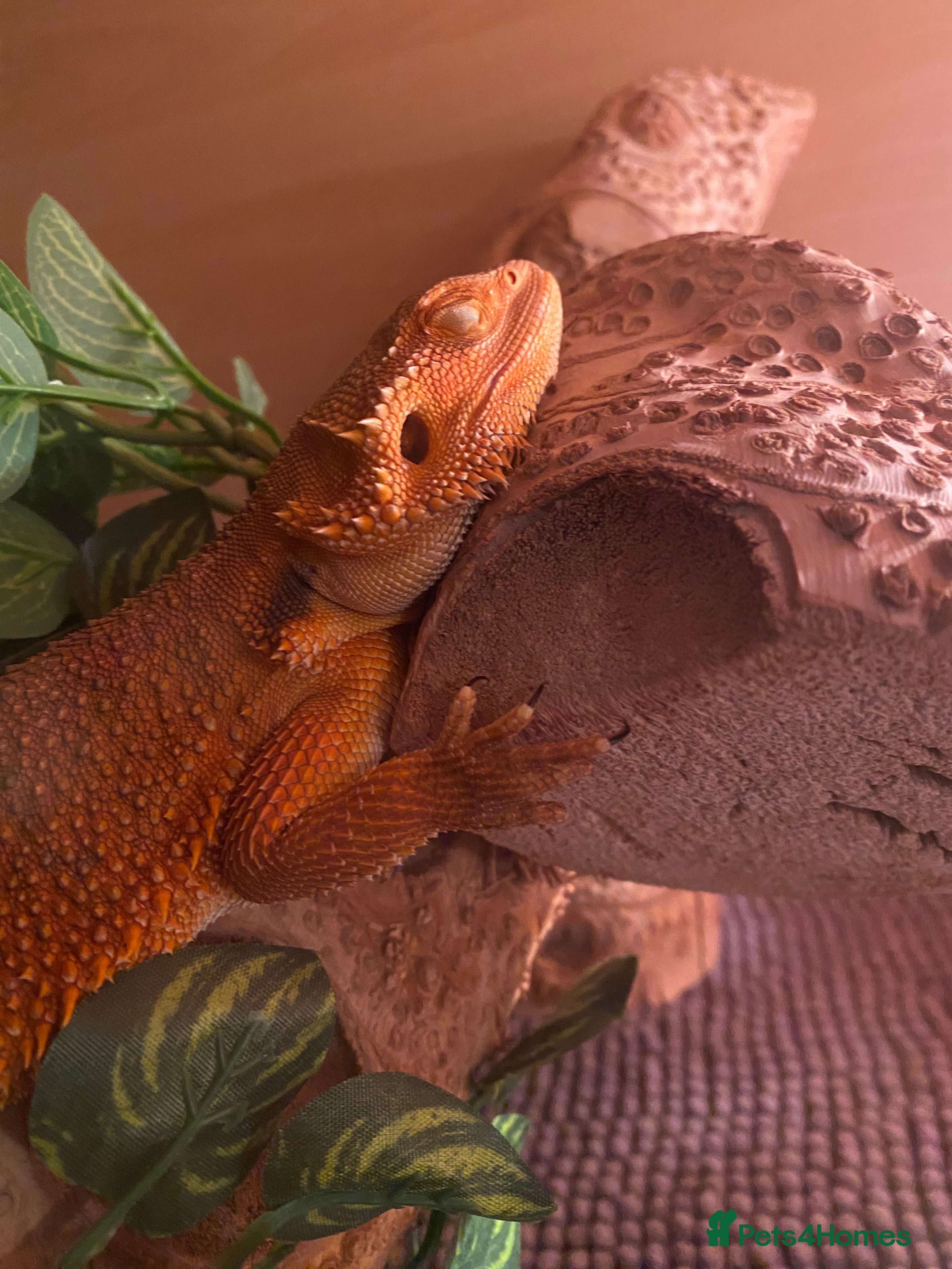 Bearded Dragon reptiles Female Bearded Dragon - Advert 1