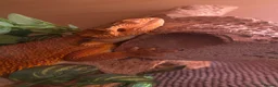 Bearded Dragon reptiles for sale: Female Bearded Dragon - Advert 1