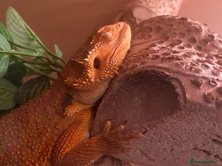Bearded Dragon reptiles Female Bearded Dragon - Advert 1