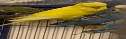 Budgerigars birds for sale: 7 Budgies for sale  - Advert 4