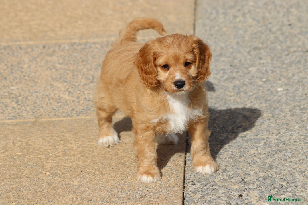 Cavapoo dogs for sale: F1 Cavapoo puppies for sale - Image 36