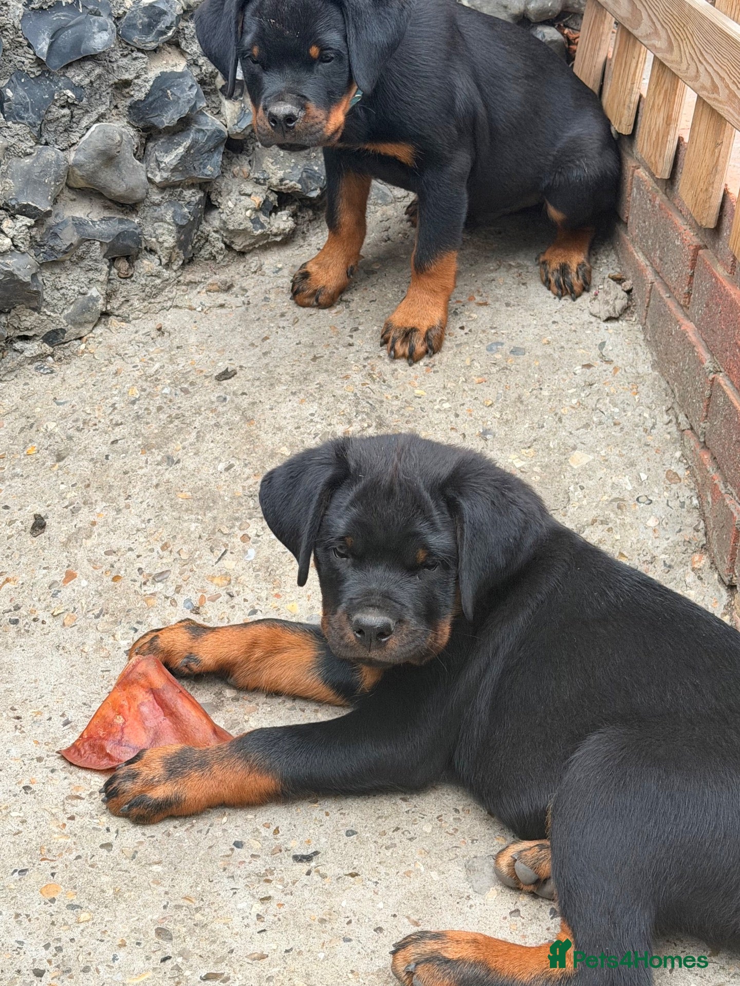 Rottweiler dogs Rotweiler puppy’s  - Advert 2