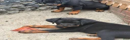 Rottweiler dogs for sale: Rotweiler puppy’s  in Swanscombe - Advert 2
