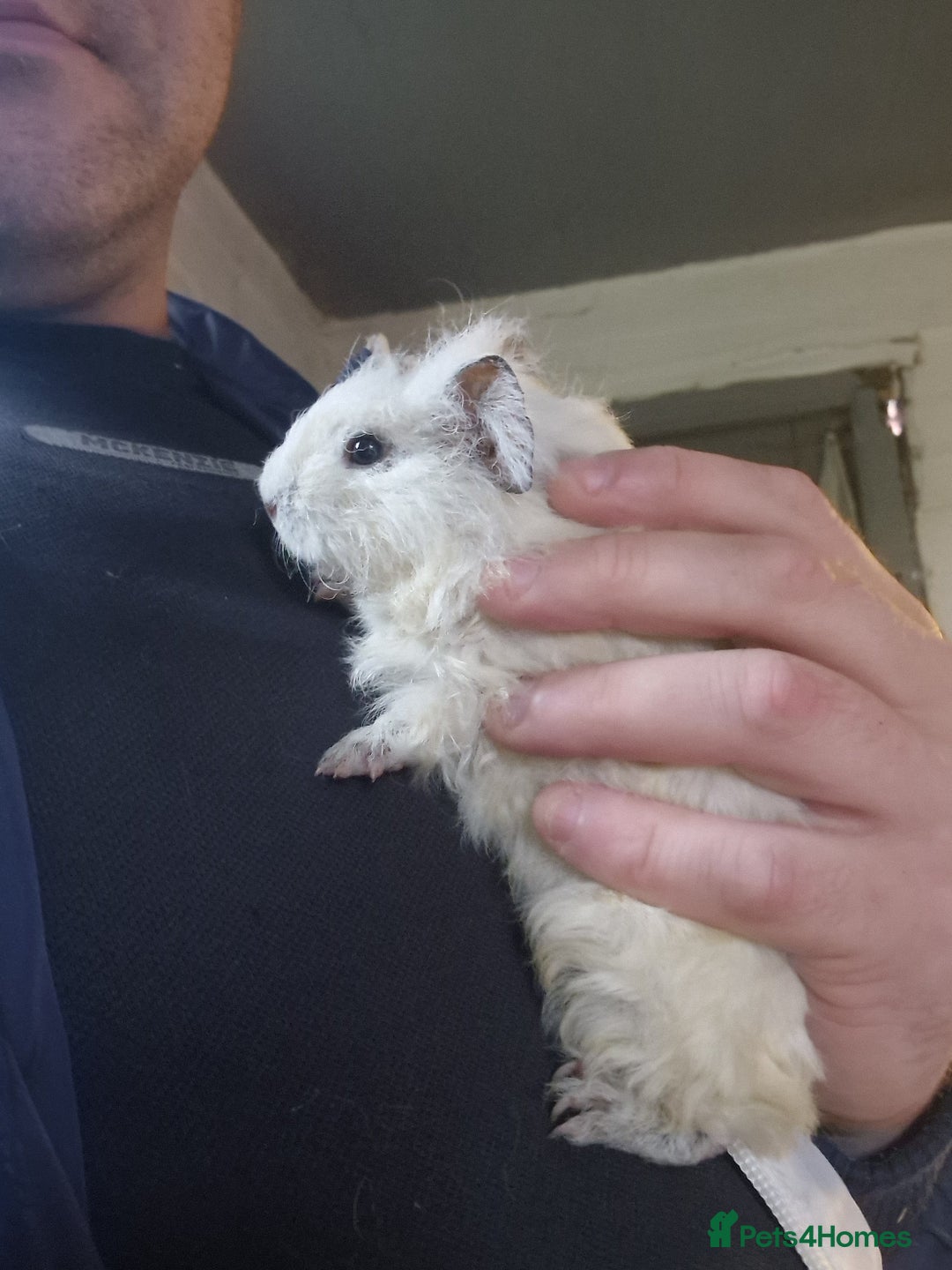 Guinea Pig rodents for sale: Guinea pigs available  - Advert 1