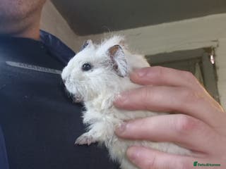 Guinea Pig rodents Guinea pigs available - Advert 18