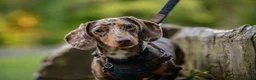 Miniature Dachshund dogs for sale: KC Reg Mini Dachshund Puppies Chocolate Dapple  - Advert 12