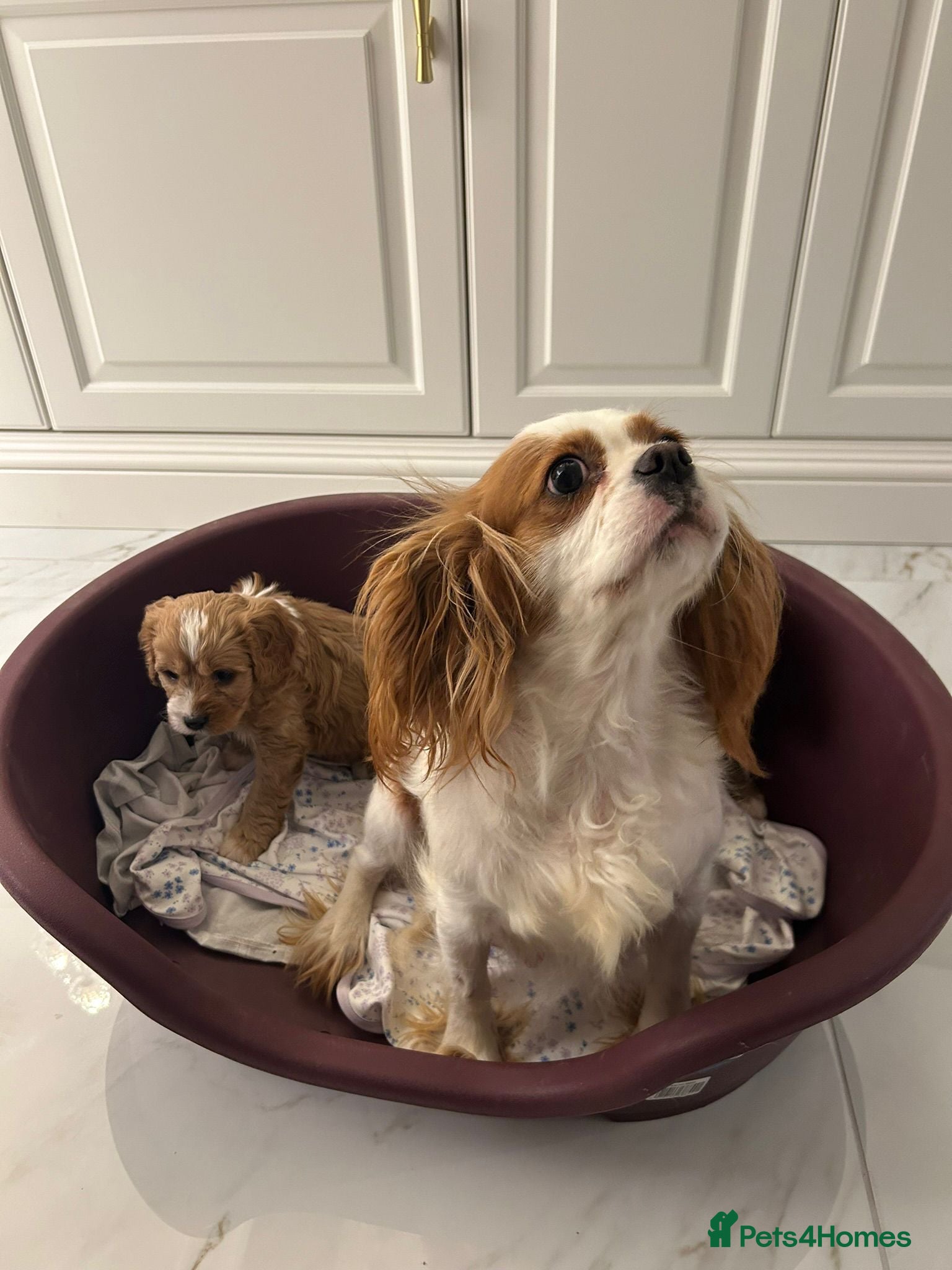 Cavapoo dogs Cavapoo puppies  - Advert 2