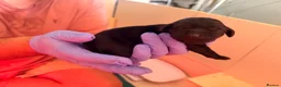 Labrador Retriever dogs for sale: Beautiful litter of Labrador Puppies  - Advert 34