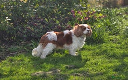 Cavalier King Charles Spaniel dogs for sale: ALL RESERVED in Shrewsbury - Image 13