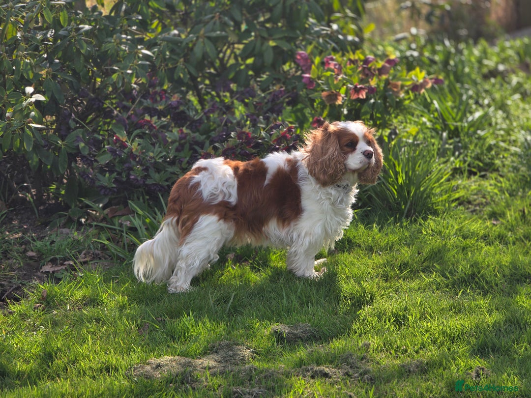 Cavalier King Charles Spaniel dogs for sale: ALL RESERVED in Shrewsbury - Image 13