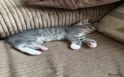 Mixed Breed cats for sale: Three Gorgeous Kittens - Image 5