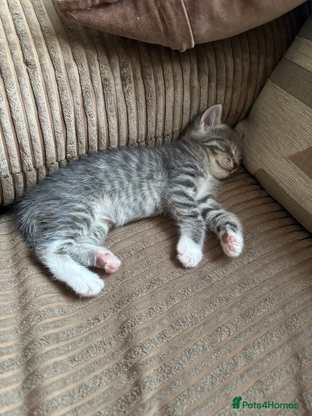 Mixed Breed cats for sale: Three Gorgeous Kittens - Image 5