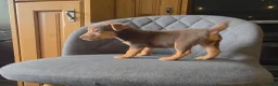 Jack Russell dogs for sale: Short Legged Jack Russell Puppies  - Advert 7