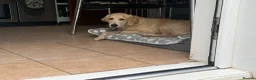 Golden Retriever dogs for sale: Female golden retriever  - Advert 2