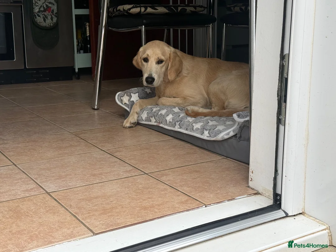 Golden Retriever dogs for sale: Female golden retriever  - Advert 2