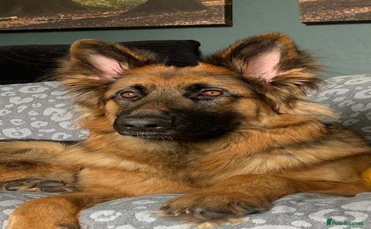 German Shepherd dogs - Advert 2