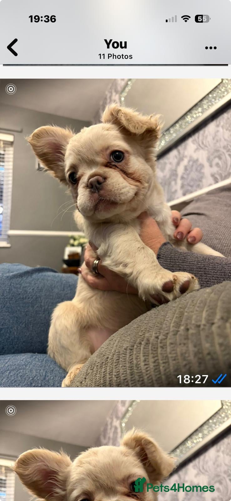 French Bulldog dogs 2 French bulldog puppies! - Advert 1