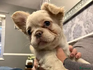 French Bulldog dogs 2 French bulldog puppies! - Advert 1