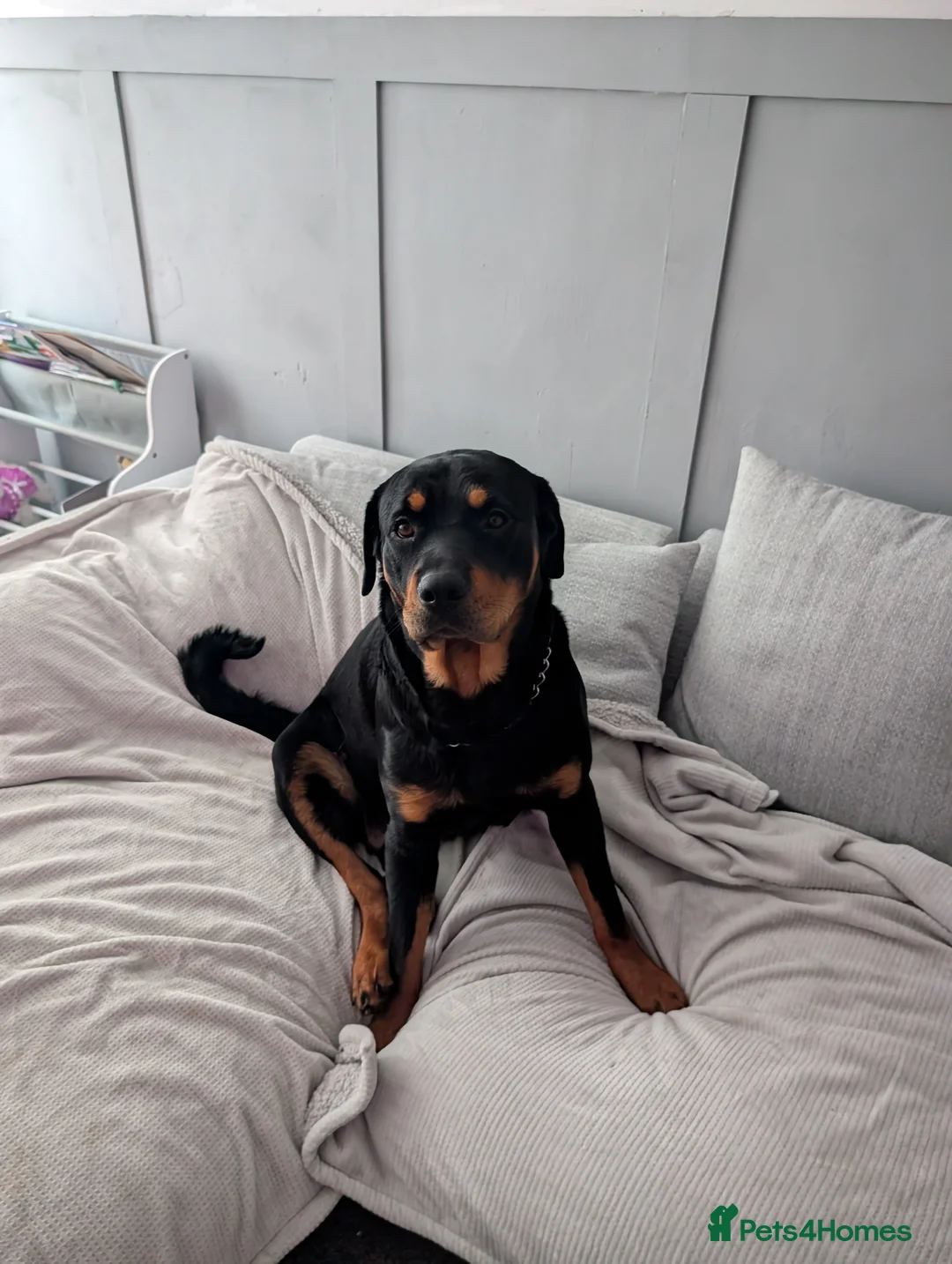 Rottweiler dogs for sale: Rottweiler  - Advert 2