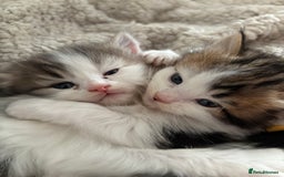 Mixed Breed cats for sale: 5 wee kittens needing homes. - Image 17