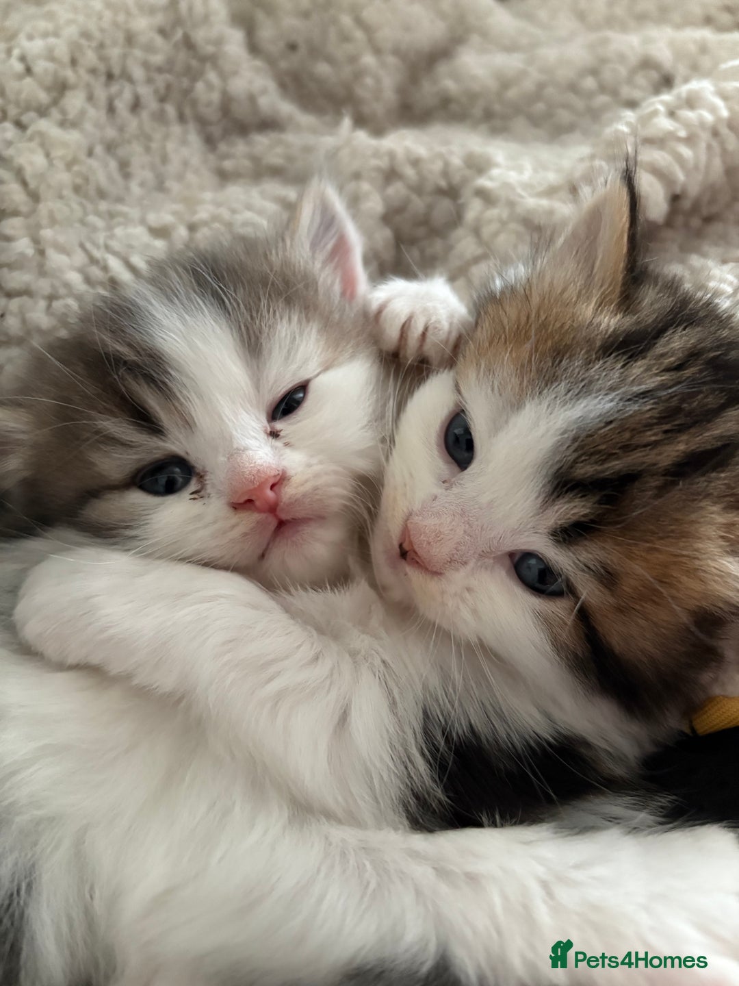 Mixed Breed cats for sale: 5 wee kittens needing homes. - Image 17