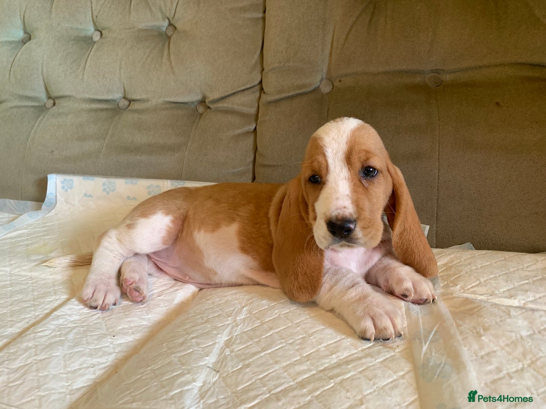Basset Hound dogs for sale: Basset Hound Puppies - Image 7