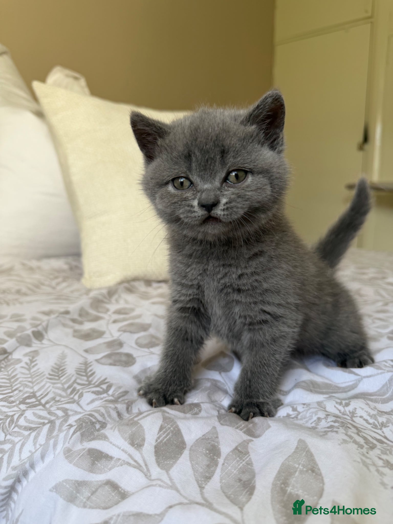 Scottish Fold cats Beautiful Scottish fold girls❤️  - Advert 15