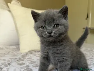 Scottish Fold cats Beautiful Scottish fold girls❤️ - Advert 15