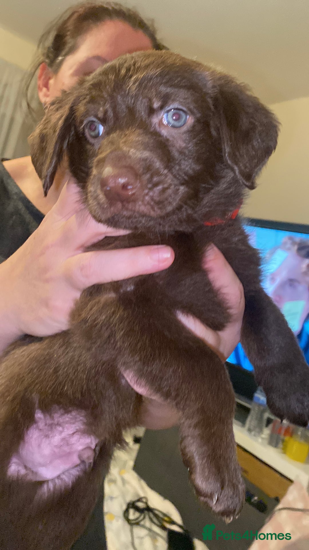 Mixed Breed dogs for sale: Beautiful Puppies – ONLY / LEFT!!! - Advert 18