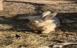 Continental Giant rabbits for sale: Big boy - Image 2