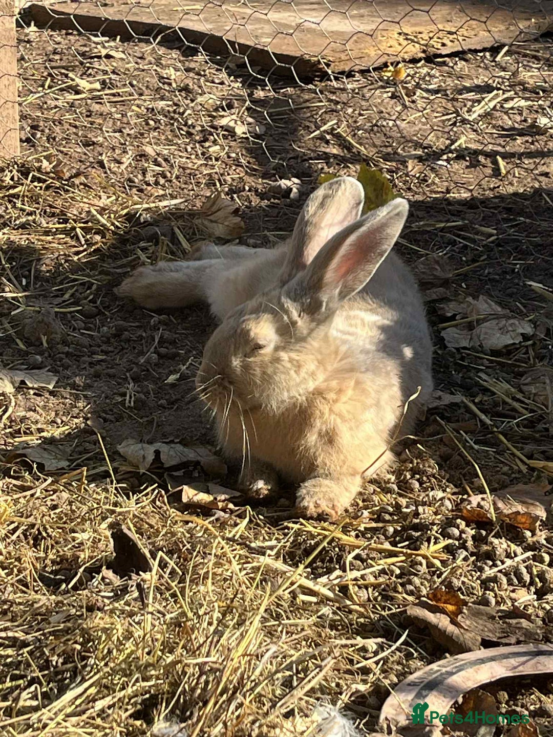 Continental Giant rabbits for sale: Big boy - Image 2