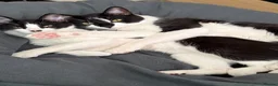 Mixed Breed cats for sale: Bambi & meanie  in Gloucester - Advert 2