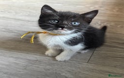 British Shorthair cats for sale: British shorthair cross kittens available  - Image 4