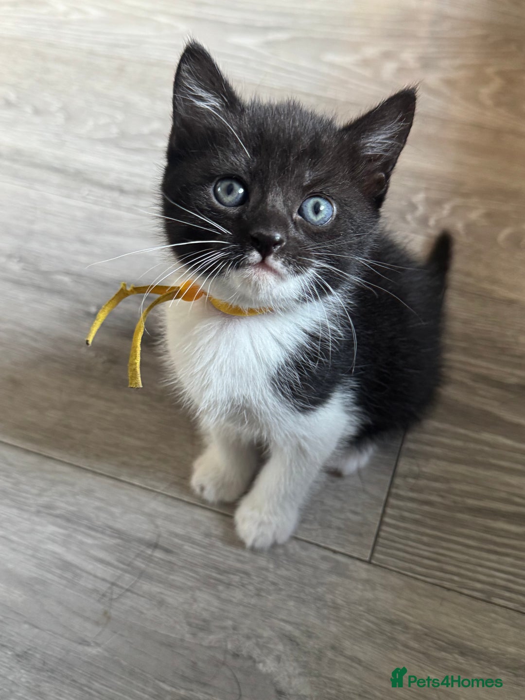 British Shorthair cats for sale: British shorthair cross kittens available  - Image 4