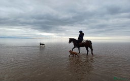 Appaloosa horses for sale: Fantastic allround pony  - Advert 2