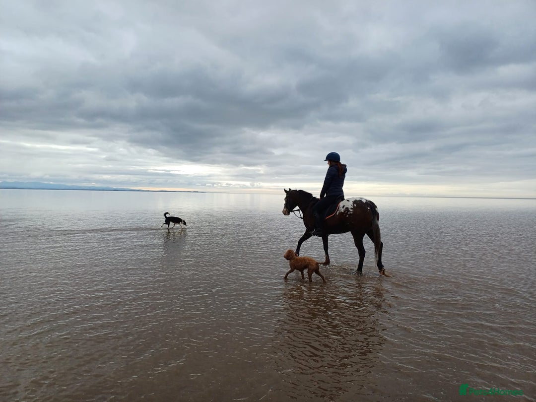 Appaloosa horses for sale: Fantastic allround pony  - Advert 2