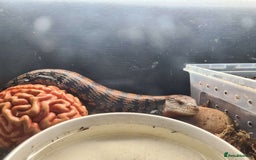 Skink reptiles for sale: Blue Tongue Skink with/without enclosure - Image 2