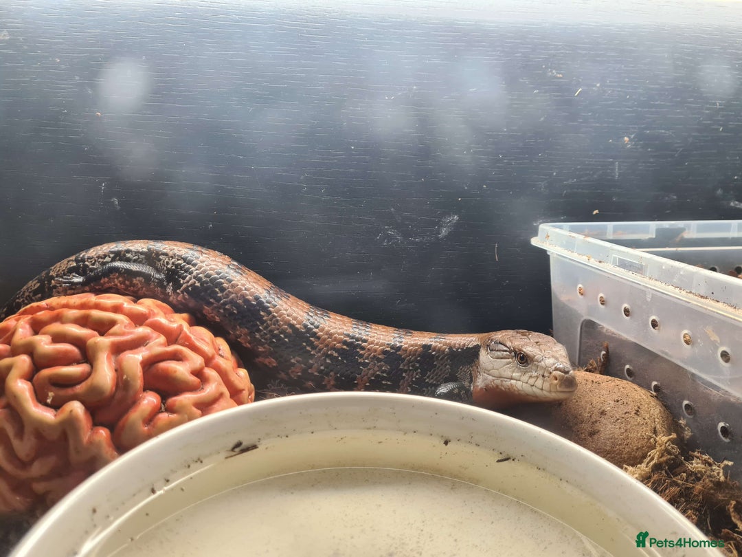 Skink reptiles for sale: Blue Tongue Skink with/without enclosure - Image 2