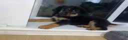 Rottweiler dogs for sale: Fluffy rottie puppy  - Advert 5