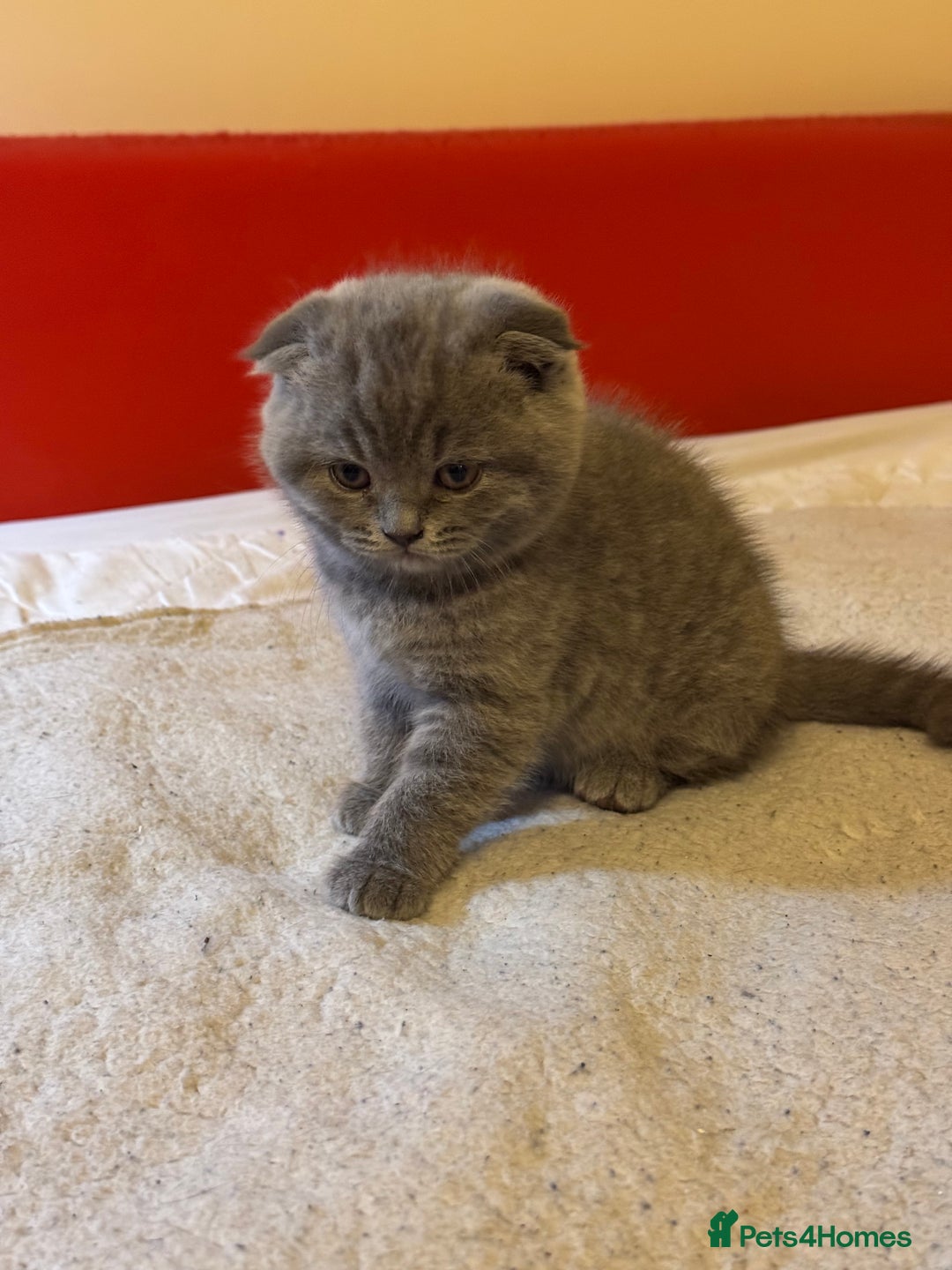 Brazilian Shorthair cats for sale: Female British fold - Advert 3