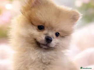 Pomeranian dogs Kc reg stunning pomeranians (one boy left) - Advert 6