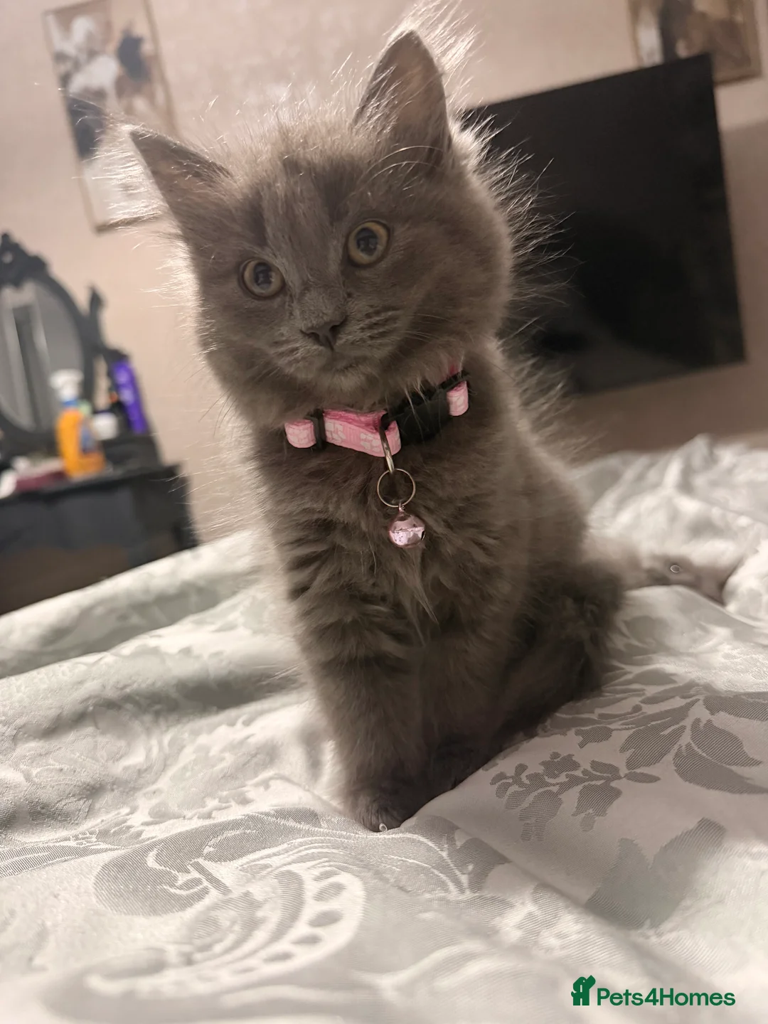 Mixed Breed cats for sale: Gorgeous kitten for sale  - Advert 2