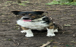 Mixed Breed dogs for sale: Axel looking for a loving home - Image 1
