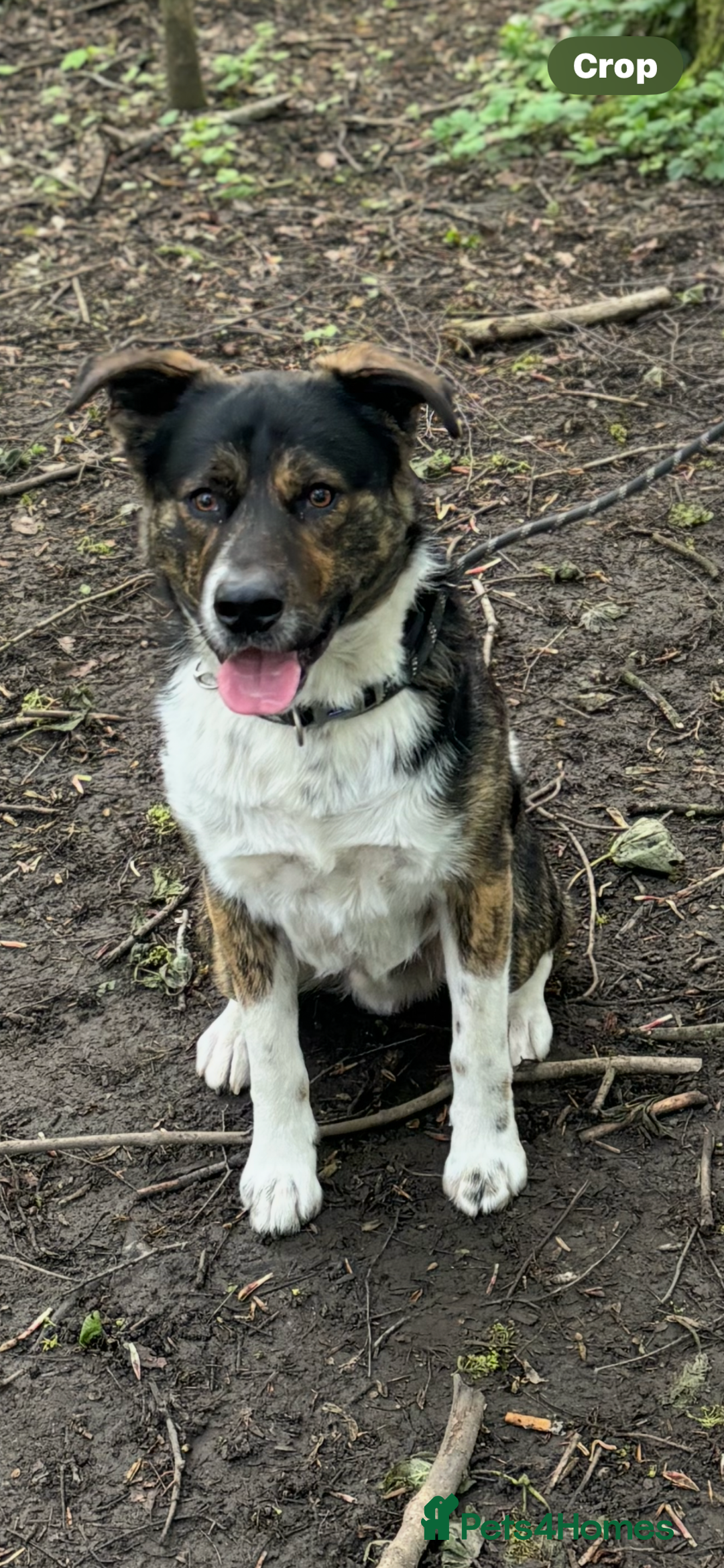 Mixed Breed dogs for sale: Axel looking for a loving home - Image 1