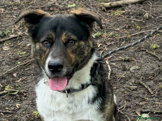 Mixed Breed dogs Axel looking for a loving home - Advert 1