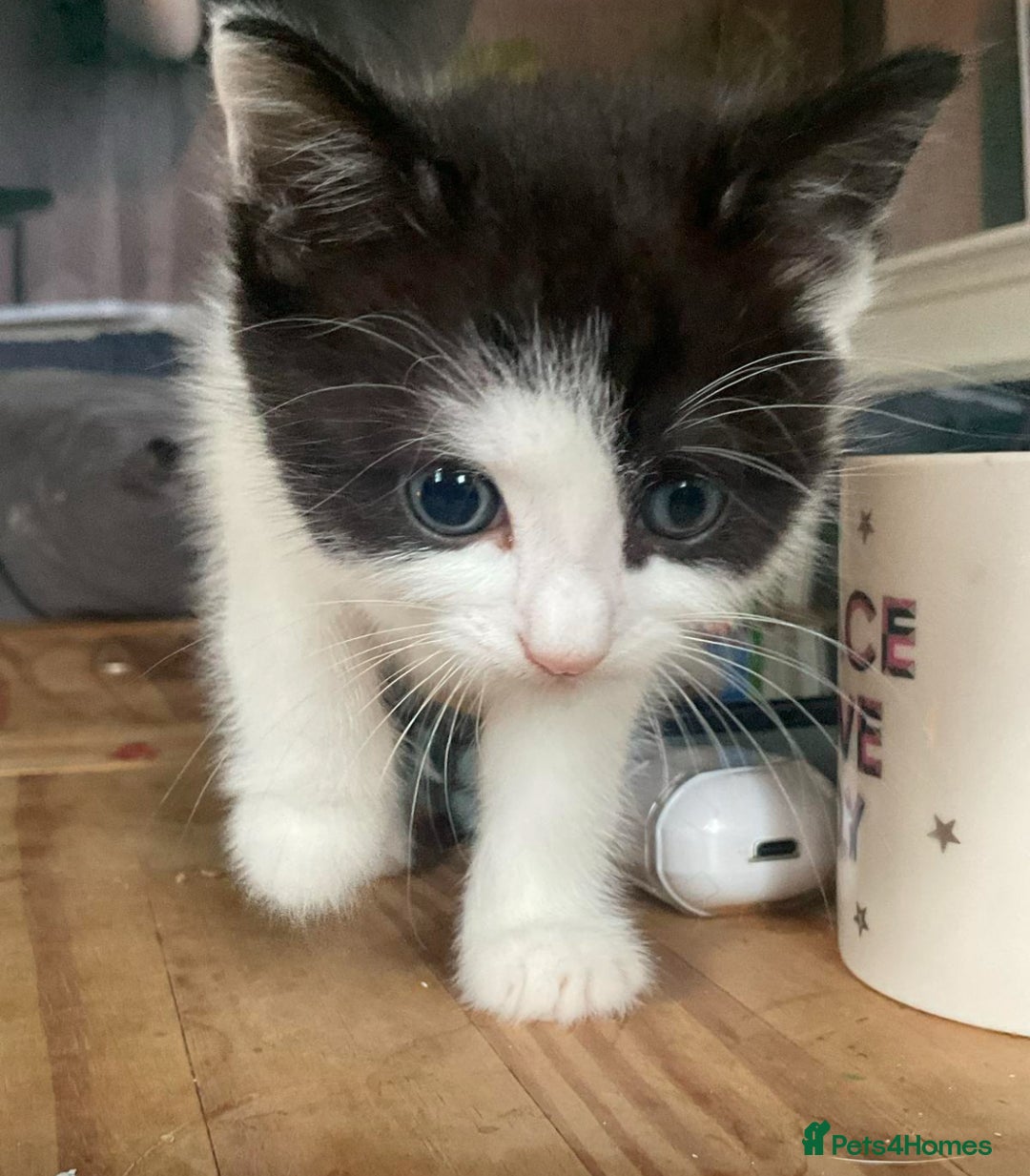 Mixed Breed cats for sale: ⭐️ 🐾🖤 KITTENS, BLACK AND WHITE, BOYS 🐾 ⭐️ - Image 11