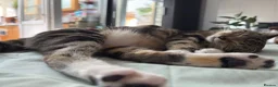 Mixed Breed cats for sale: Kittens for sale  in Luton - Advert 1
