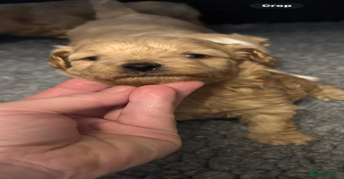 Maltipoo dogs - Advert 9