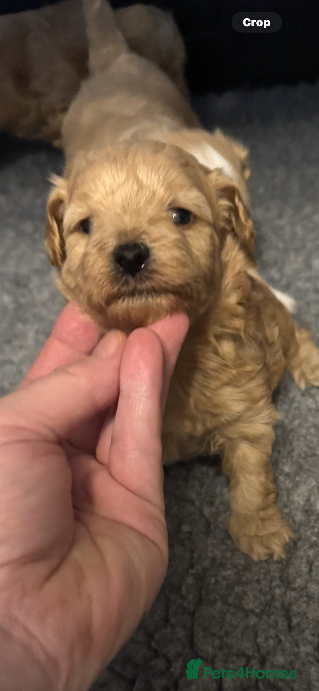 Maltipoo dogs for sale: Teddy bear maltipoo puppies  - Image 3